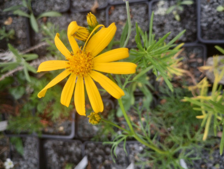 Senecio abrotanifolius
